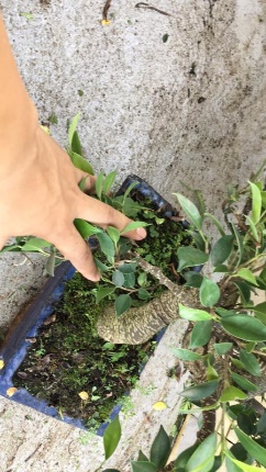 新手也能学会的修剪盆景技巧,枸杞盆景修剪技巧图解