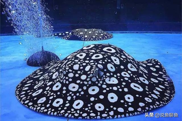 魟鱼的饲养方法和注意事项,魟鱼的治疗