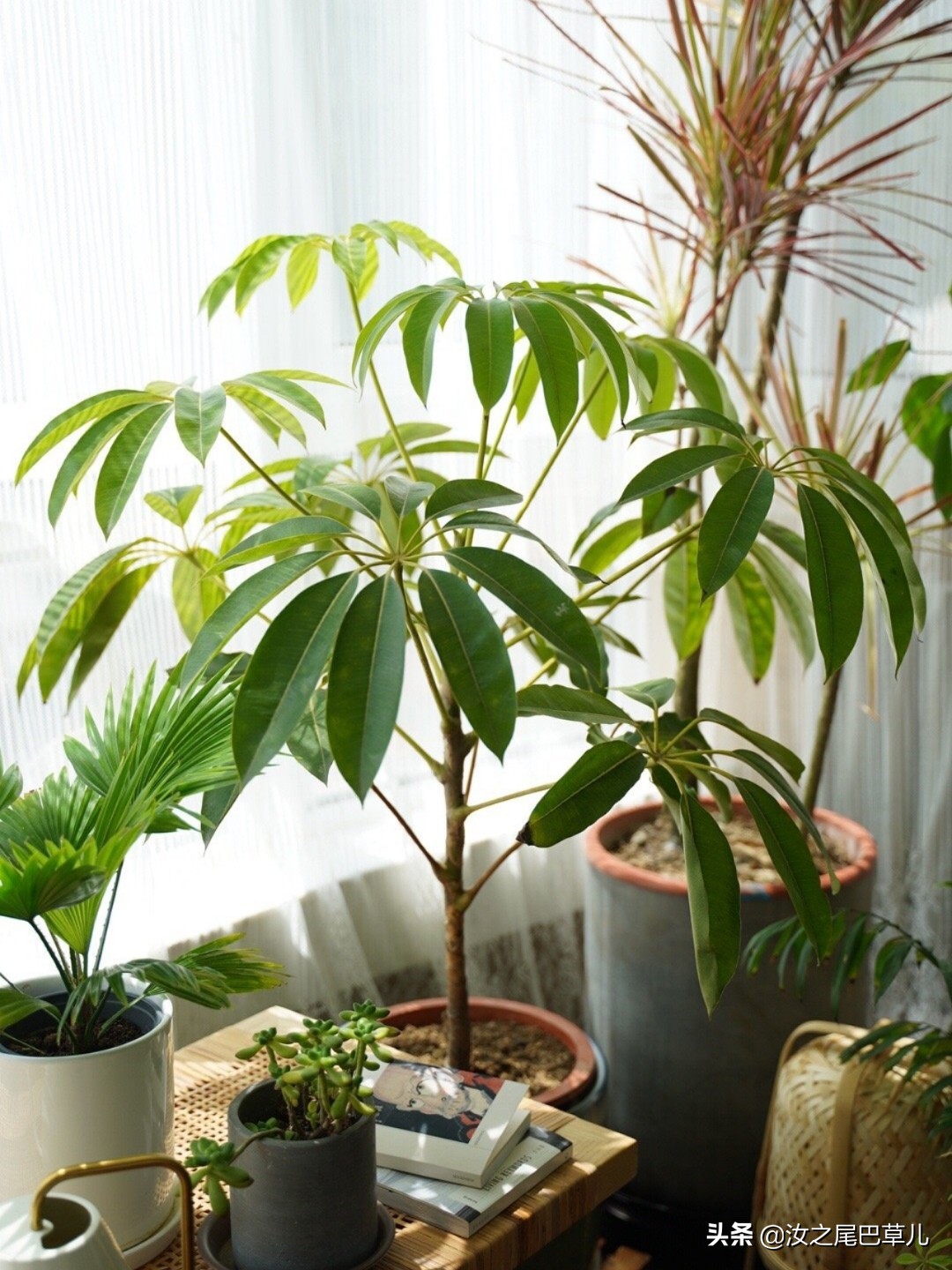 日本超级好看的伞,日本大叶伞什么造型好看