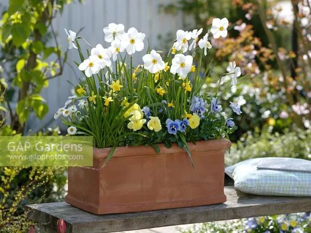 干货分享种植小技巧,混合花境设计与种植建议