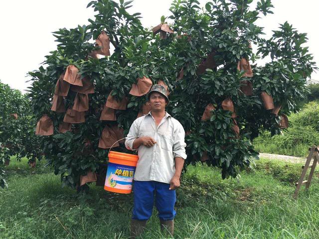 柚子的种植条件和时间,如何种植的柚子更甜水分多