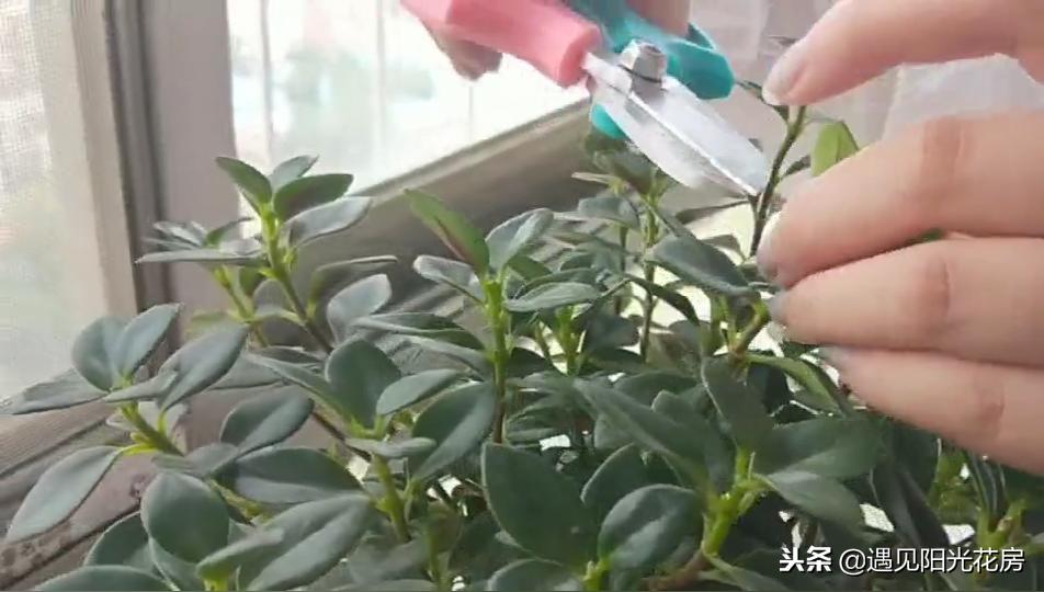 金鱼吊兰怎样养护才茂盛,金鱼吊兰开花后像小金鱼一样漂亮