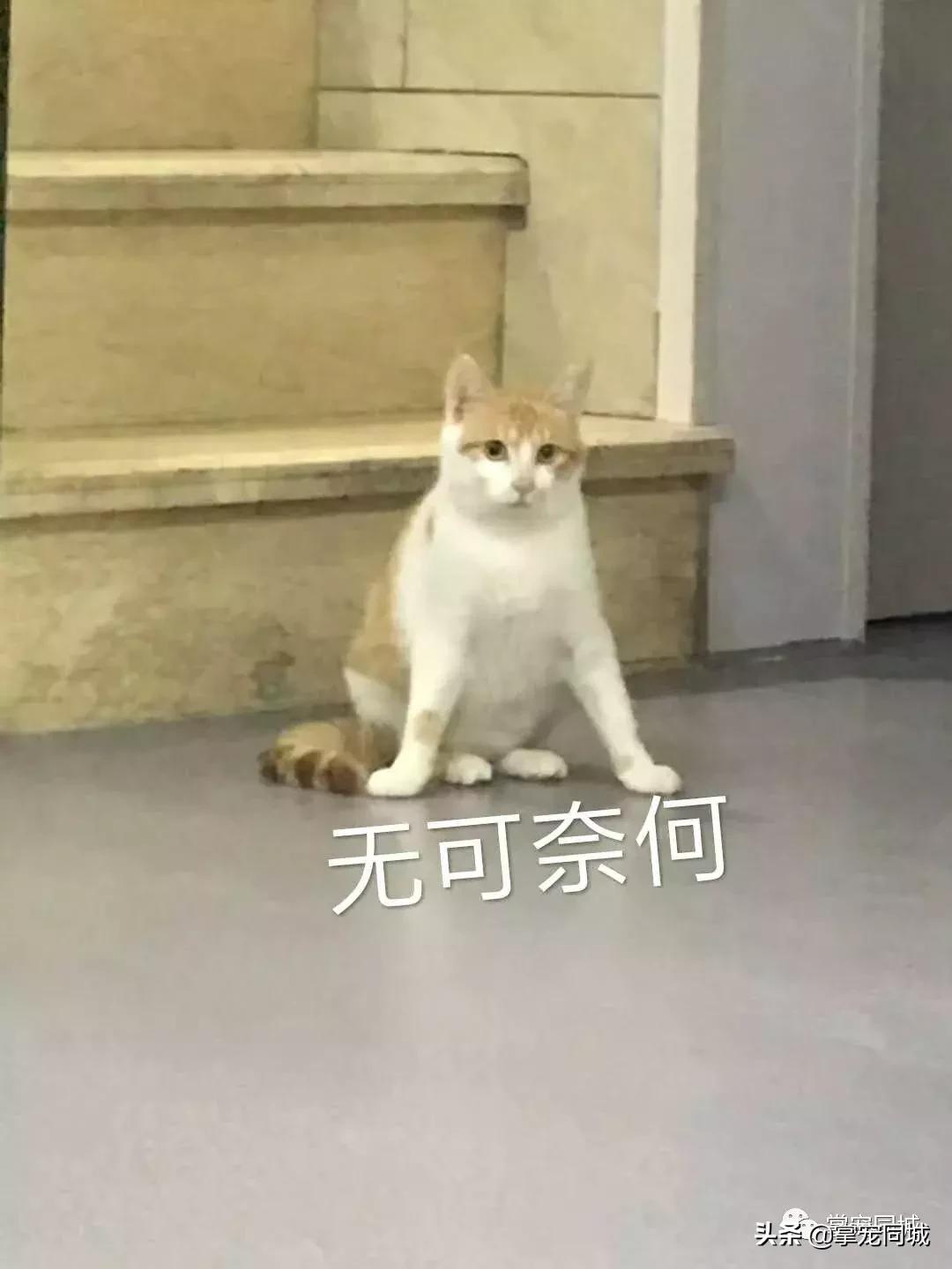 猫咪都是白色的怎么回事,猫咪为什么都看起来很干净