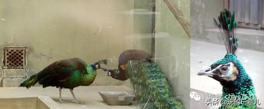 中国画孔雀名作,中国名画孔雀