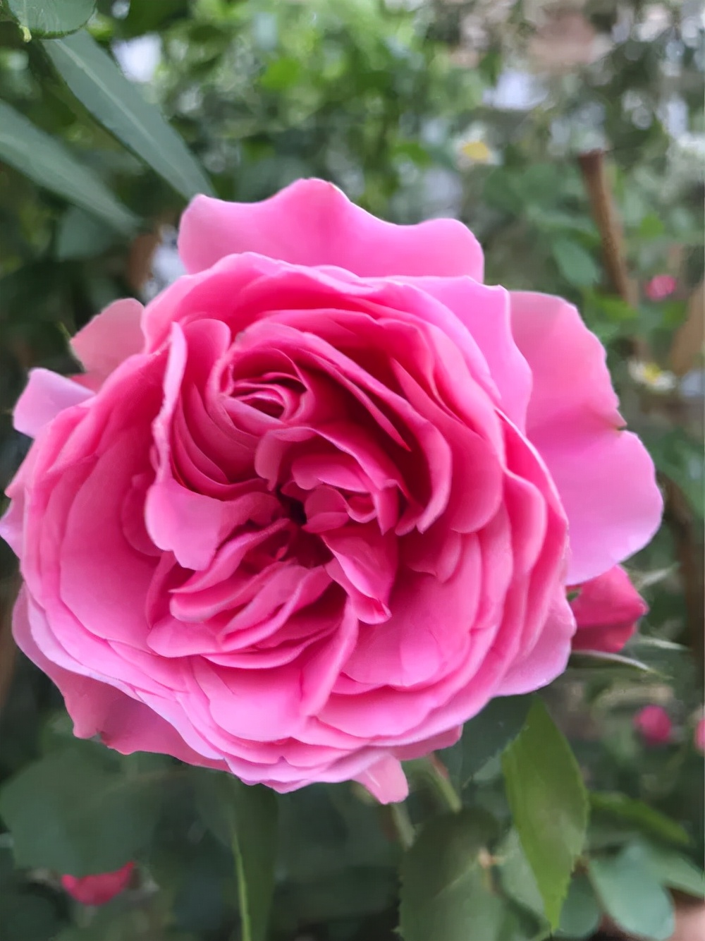 伊芙伯爵藤本月季的优缺点,艾拉绒球藤本月季优缺点