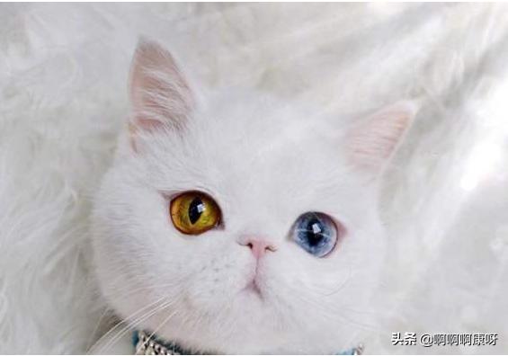 猫咪也爱美搞笑,猫咪戴上美瞳之后气质大变