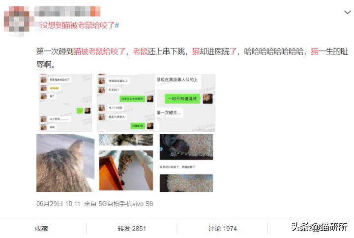 能不能养宠物鼠狗兔猫,能不能养宠物鼠猫狗呢