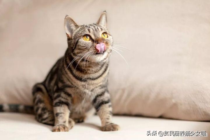 猫咪为什么超爱吃甜食呢,猫咪为什么爱吃肉