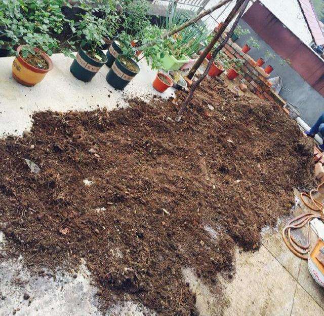 养花怕生虫?4个方法除“隐患”,土壤没虫卵病菌,养啥旺啥