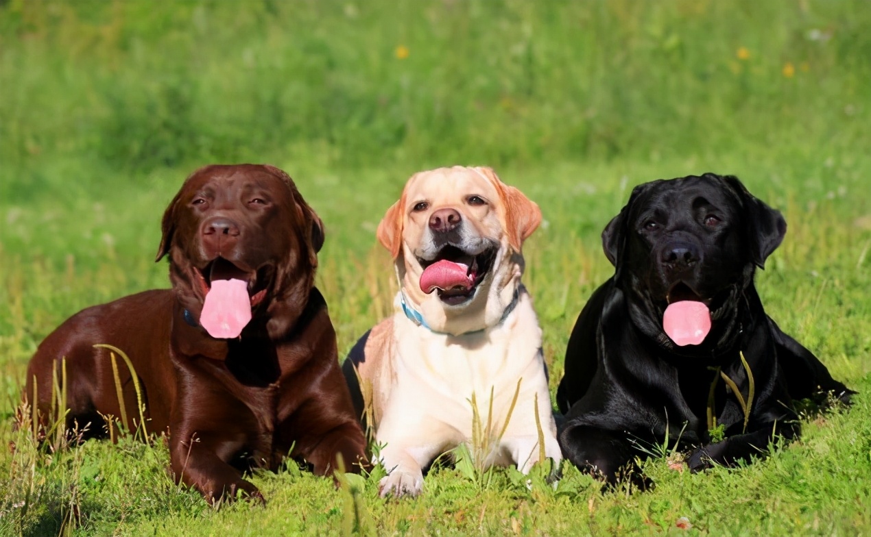 1000块钱的黑色的拉布拉多小狗,拉布拉多黑色前胸白毛是不是不纯