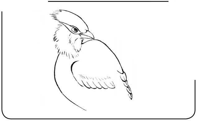 国画初学者入门步骤鸟禽,国画各种鸟类画法大全