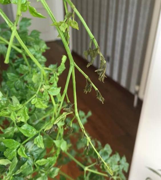 幸福树叶子发黄干枯长霉怎么补救,幸福树叶子发黄干枯怎么补救