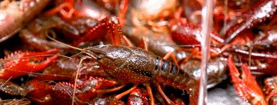 十堰哪家虾店好吃,十堰好吃的虾店