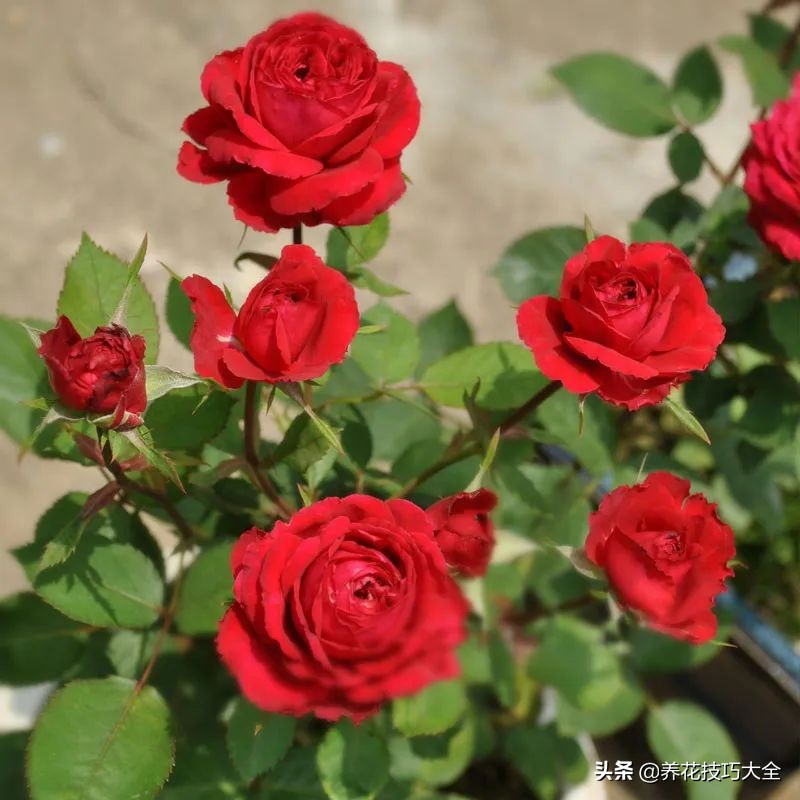 四季开花的月季又香又好养有几种,最漂亮10种盆栽月季