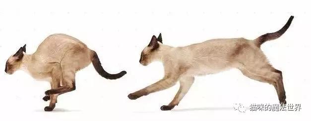 猫咪品种大盘点3：暹罗猫