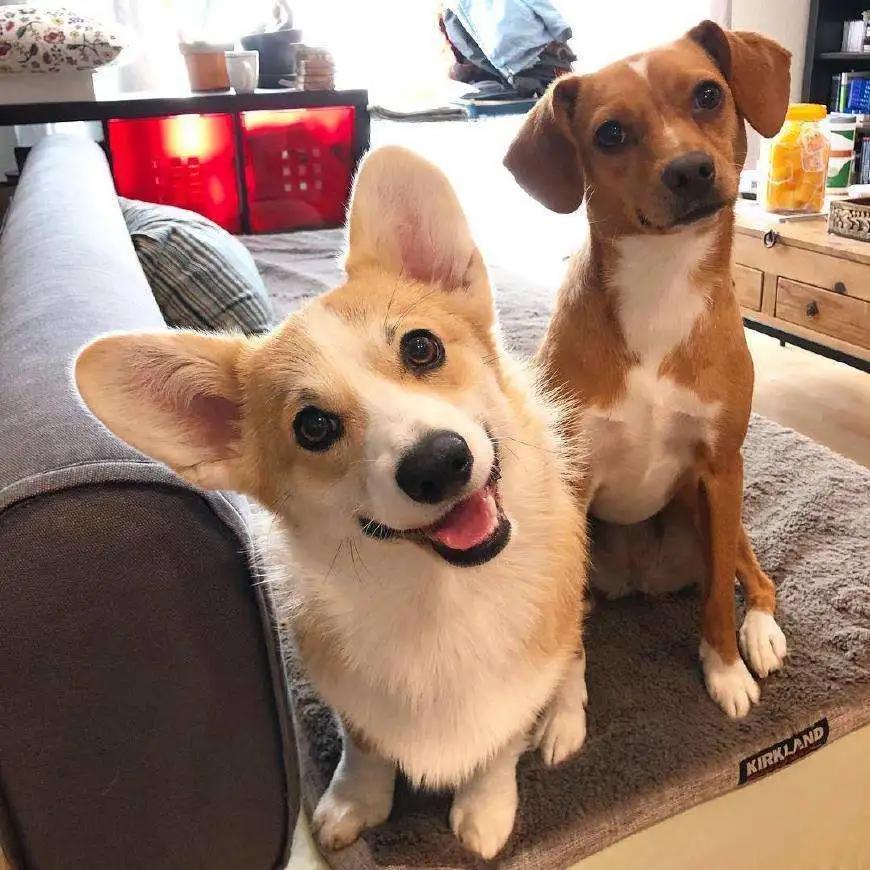 广州养犬证办理,宠物狗怎么办理养犬证