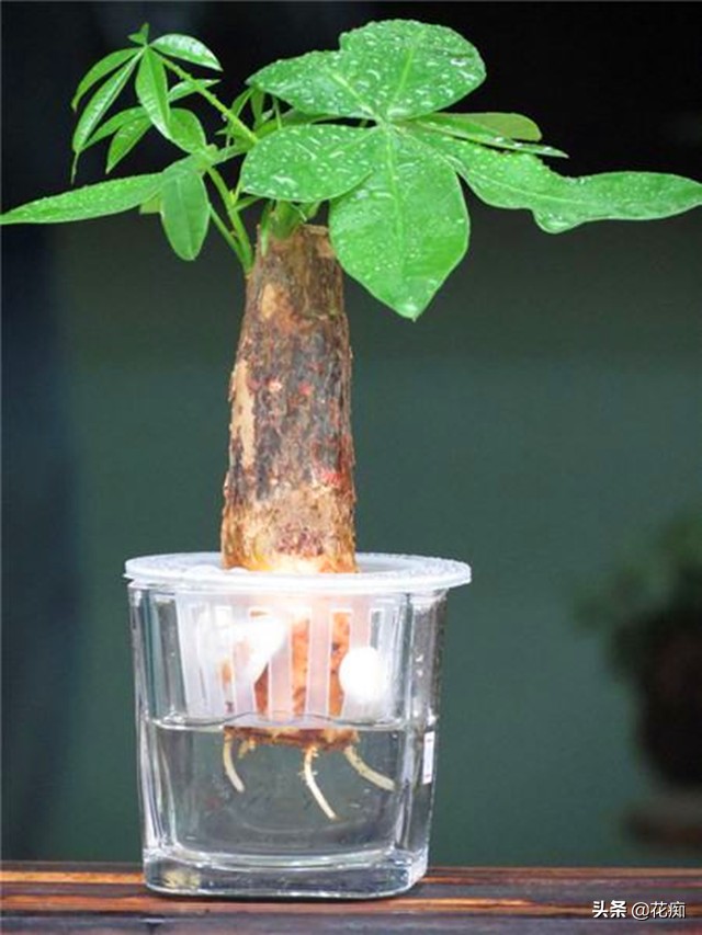 烂根的发财树用盐水可以消毒吗,烂根发财树