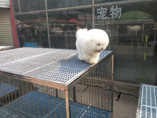 小伙去狗场抓德牧,开封狗市抓狗