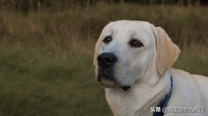 拉布拉多吃完不按时大便怎么办,三岁拉布拉多大便带血怎么治好