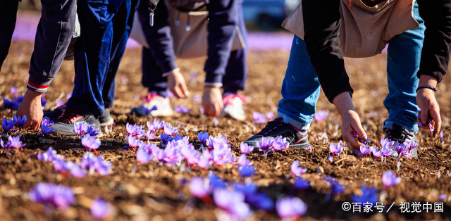 番红花味道好闻吗,番红花香料哪种最好