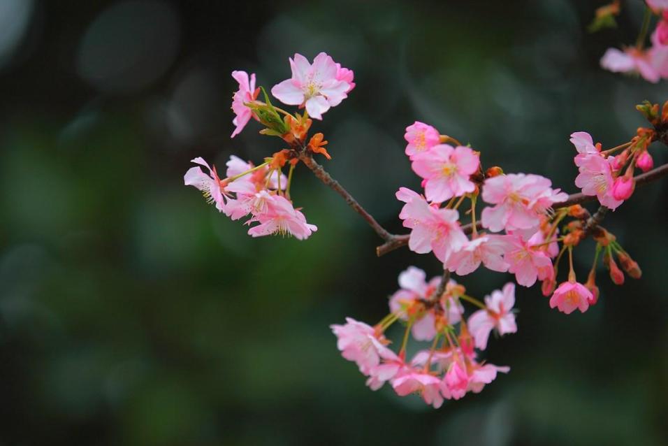 樱花季怎么能少得了专属樱花,四月开花的樱花有哪些