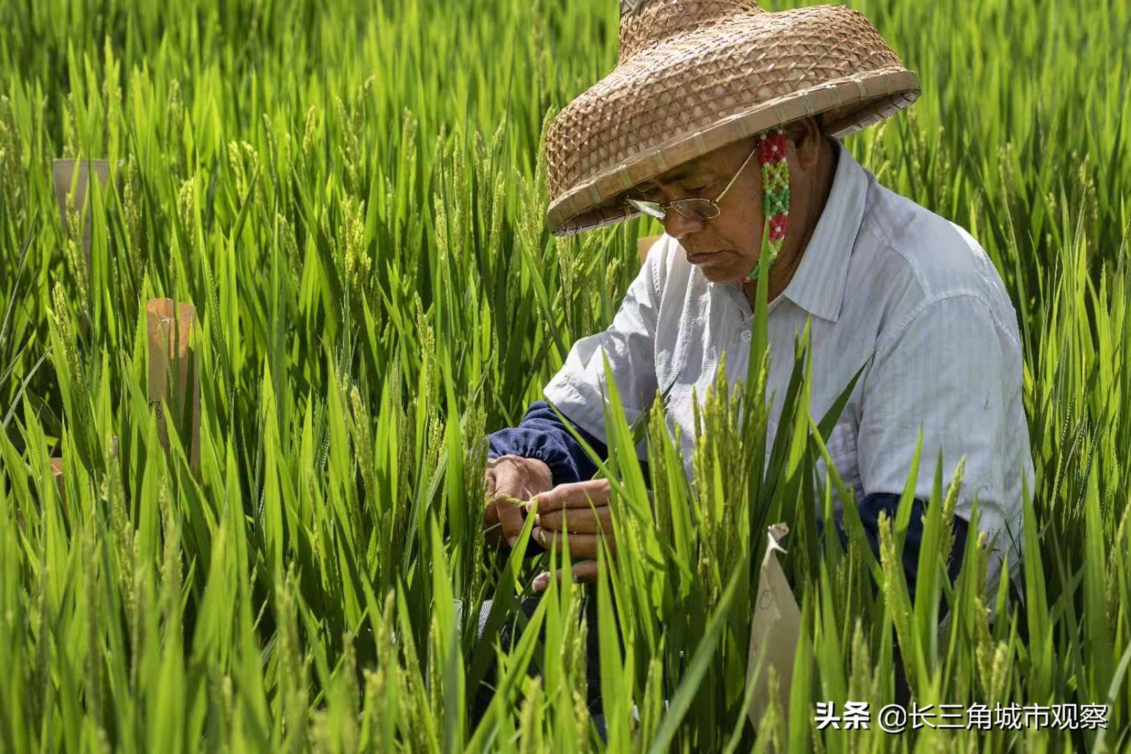 新时代最美常熟人系列报道之一：水稻育种专家端木银熙