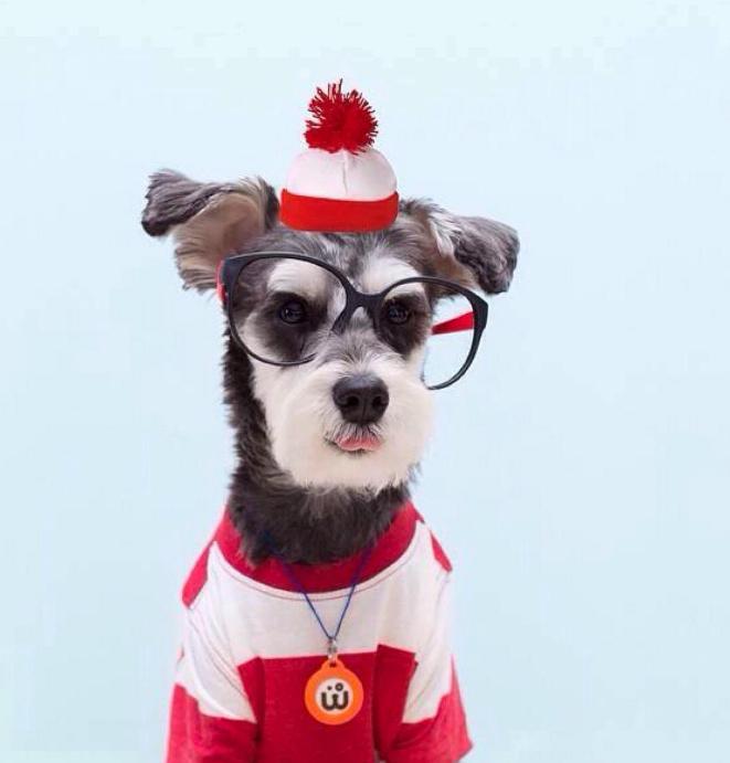 雪纳瑞纯种的为啥还没不纯的好看,刚出生的雪纳瑞怎么看小狗纯不纯