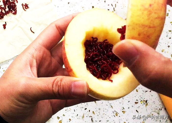 红虫钓鱼当天没用完的怎样保管,冬天钓鱼红虫怎么保管呢