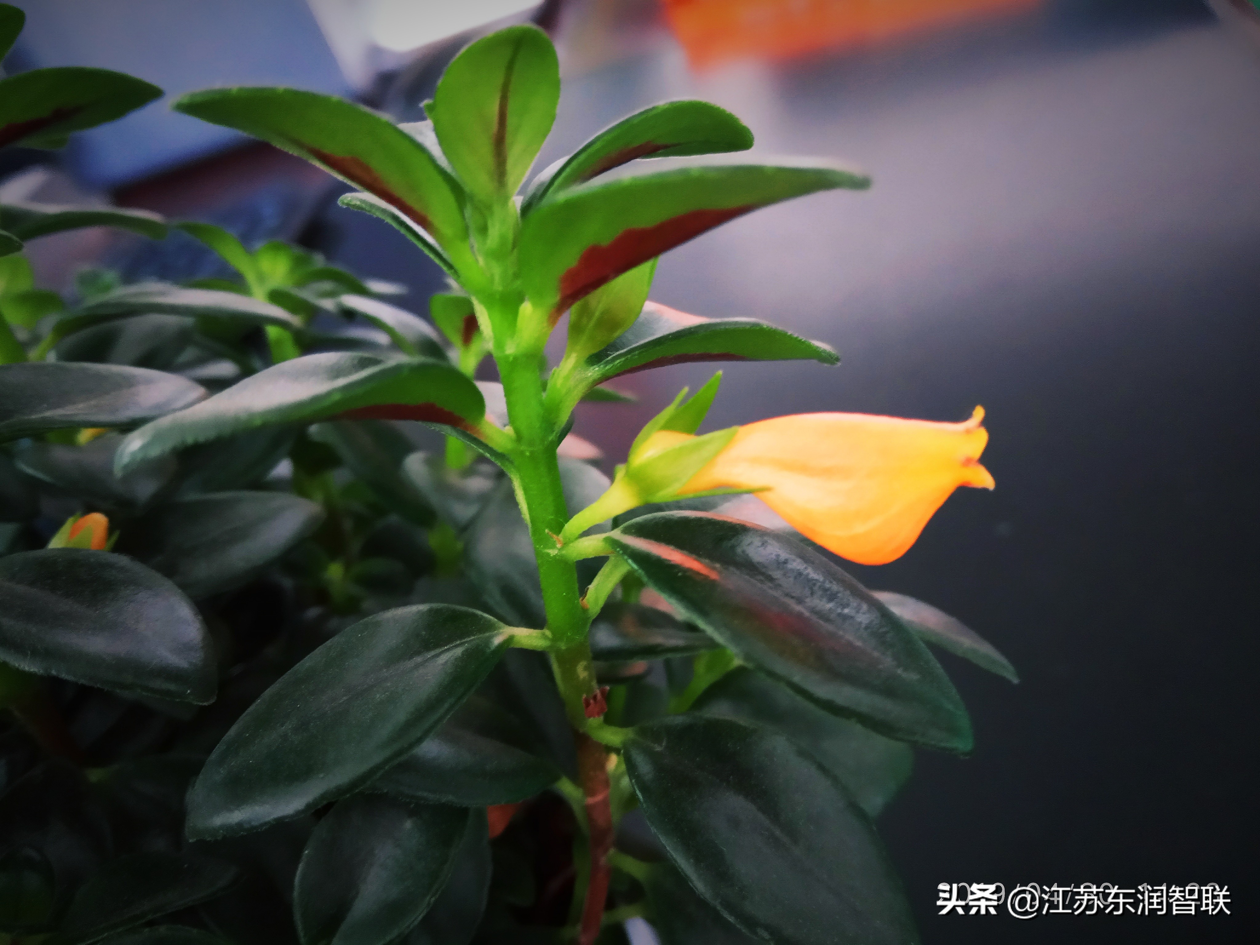 金鱼吊兰刚出现的小花苞是绿色的,金鱼吊兰开花后像小金鱼一样漂亮