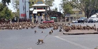 少了中国游客，整个生态圈都乱了