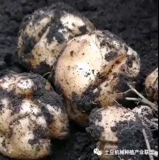 灭草松除草剂对马铃薯药害,马铃薯药害的一般症状图片