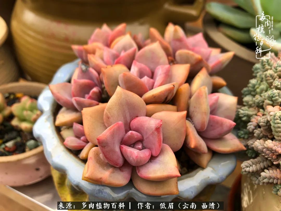 多肉怎么养度夏,多肉怎么养之度夏篇