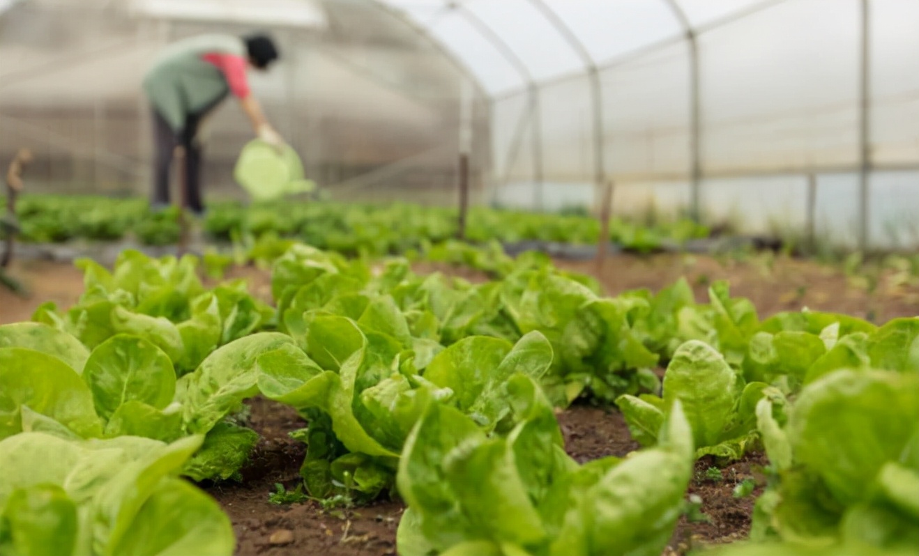 大棚重茬根腐如何解决,克服重茬烂根