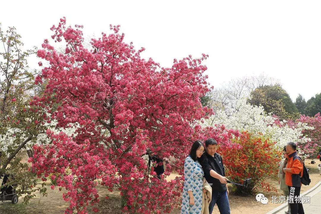 中国科学院植物研究所北京植物园,北京植物园有牡丹花还有什么花