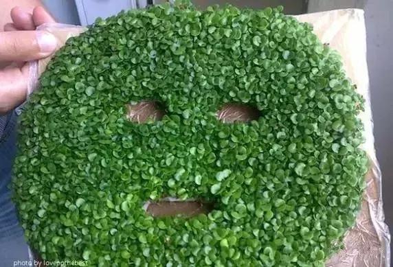 家居养花骗局有哪些案例,水池养鱼骗局揭秘视频