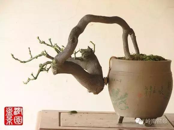 高桩金豆盆景大全,金豆双杆文人盆景欣赏