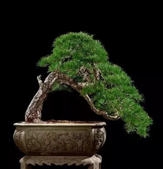 世界上最高贵最漂亮的花,世界上最名贵的花