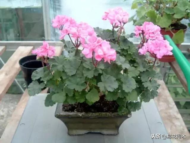 盆栽红豆杉落叶干枯怎么办,盆栽桔子树落叶是怎么回事