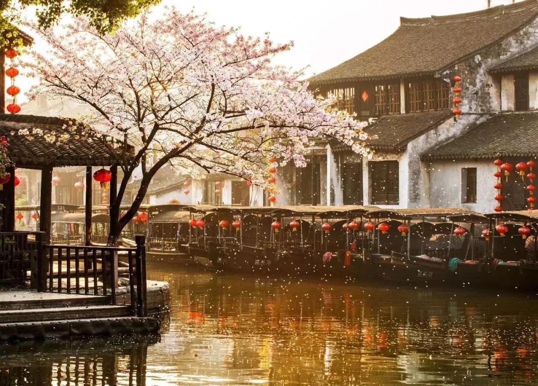 浙江11个地方樱花烂漫，千亩粉色天堂美到开挂，不输日本东京