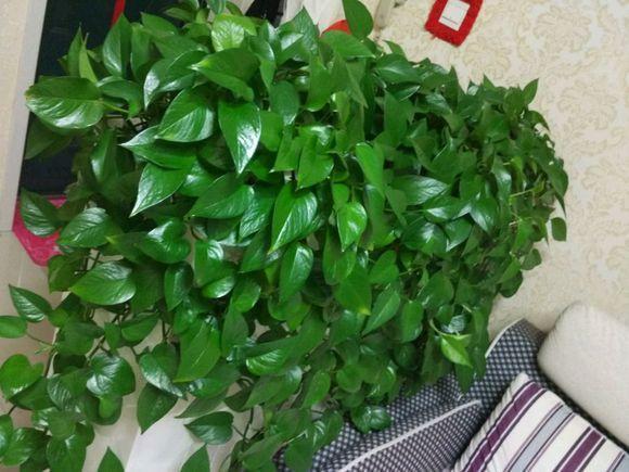 花卉晒伤了怎么处理,绿植晒太阳晒伤了怎么办