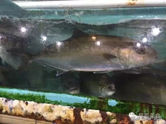 这些外形奇葩而味道超级赞的海鲜,广东十大硬核海鲜品种