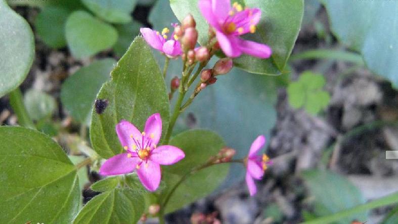 农村野菜别名野人参,农村这种土人参有什么功效