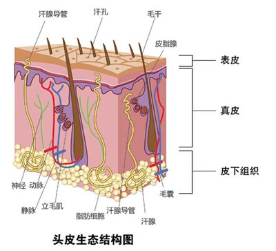 脱发掉的都是小绒毛是什么原因,脱发后头皮长出绒毛怎么办