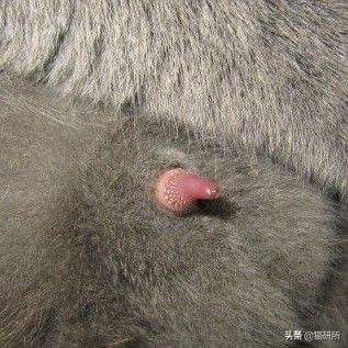 猫咪全项检查都有什么,猫咪的17项基础检查