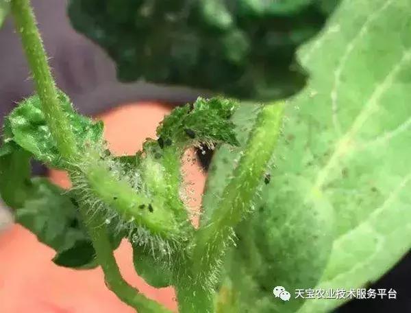 西瓜小叶病西瓜叶片卷曲原因,西瓜龙头皱缩什么原因