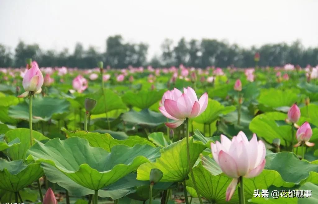 美丽泽州我的家,美丽我的家