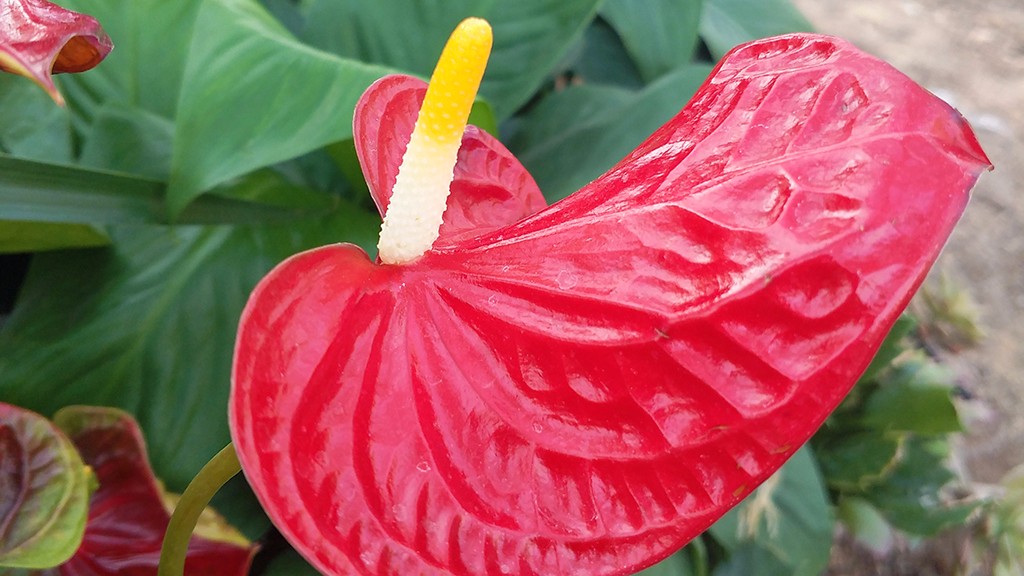 红掌叶片各种病症解答,红掌怎么护理才不会死