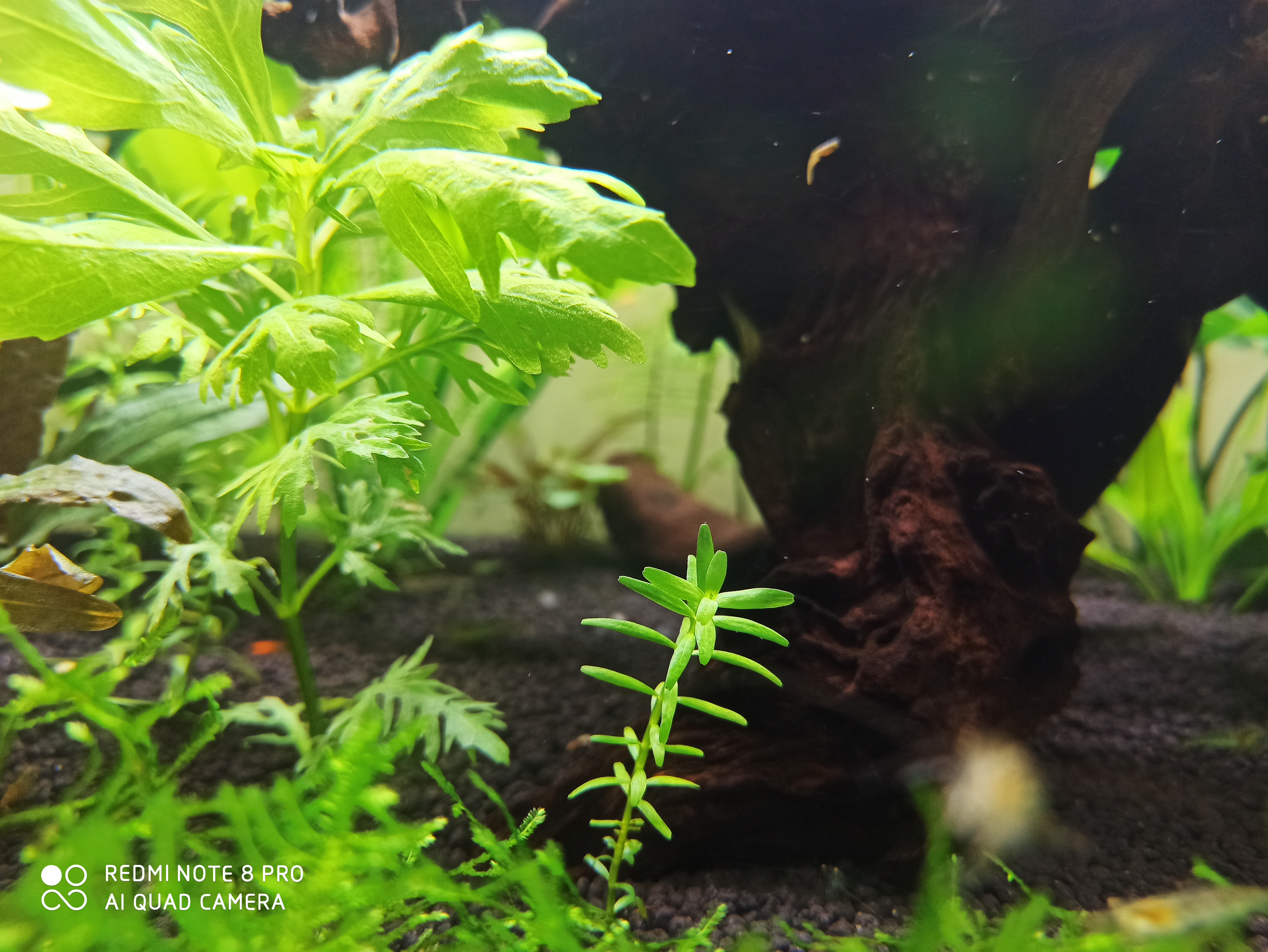 入坑养鱼花销,入坑草缸后的作品