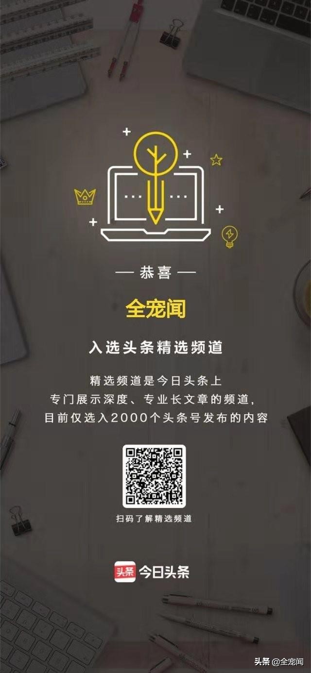 只有2000多粉丝的我们，为何坚持在头条上为宠物领域发声？