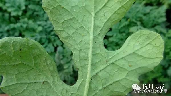 新版西瓜病虫害解决方案,2020西瓜病害视频